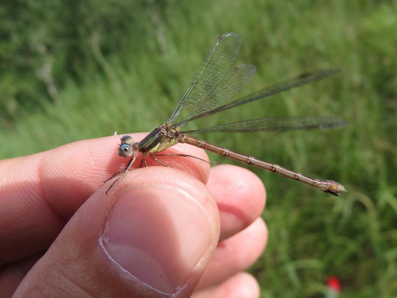 Photo of Sweetflag Spreadwing