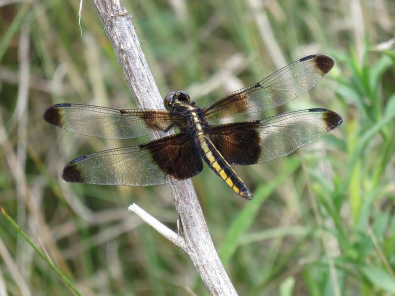 Photo of Widow Skimmer
