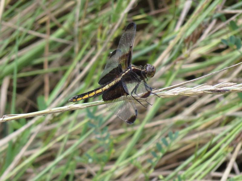 Photo of Widow Skimmer