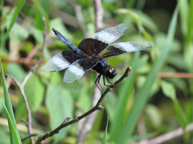 Photo of Widow Skimmer