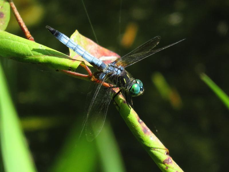 Photo of Blue Dasher
