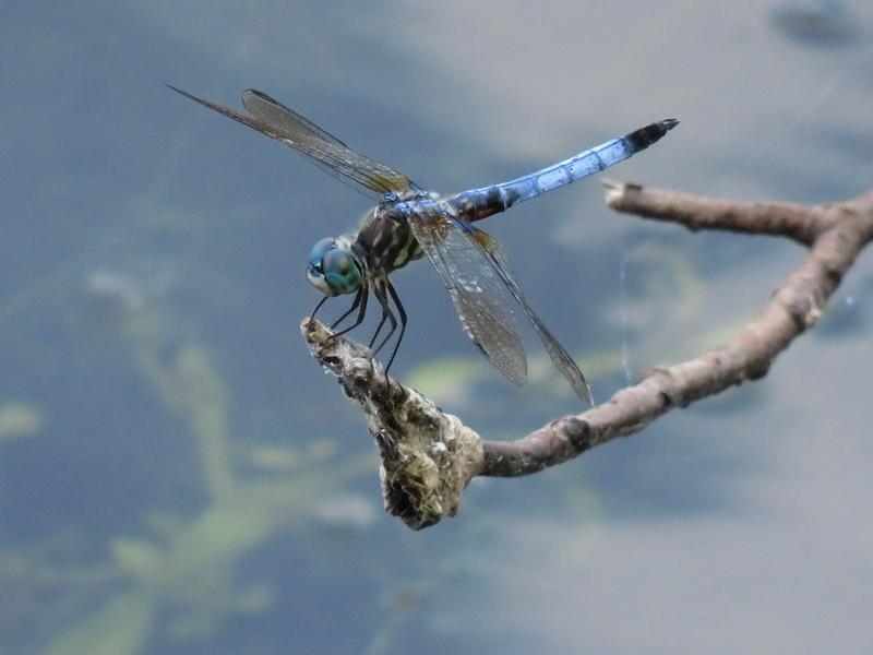 Photo of Blue Dasher