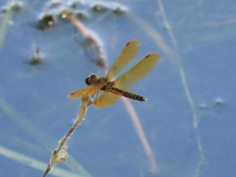 Photo of Eastern Amberwing