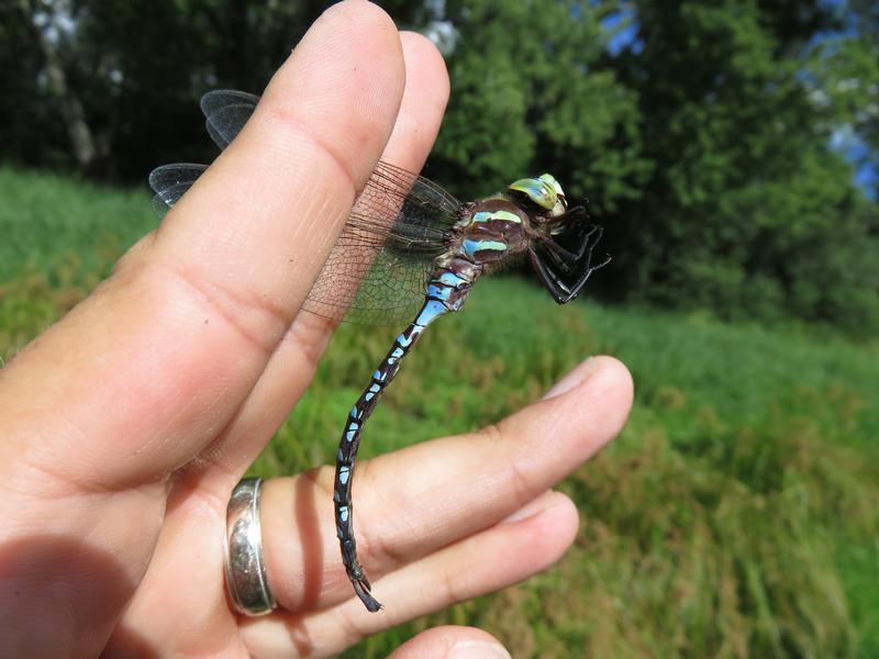 Photo of Lance-tipped Darner