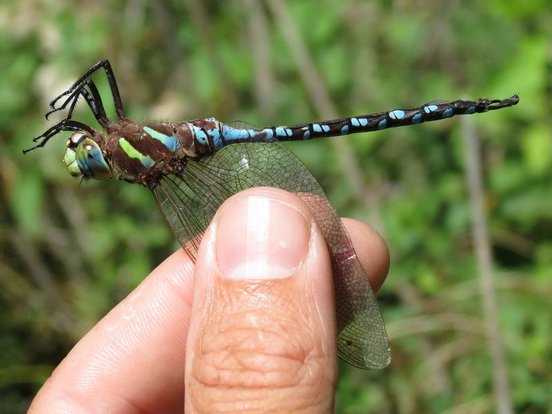 Photo of Lance-tipped Darner