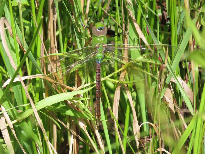 Photo of Common Green Darner