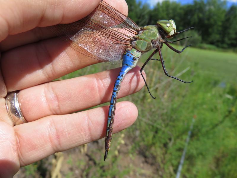 Photo of Common Green Darner