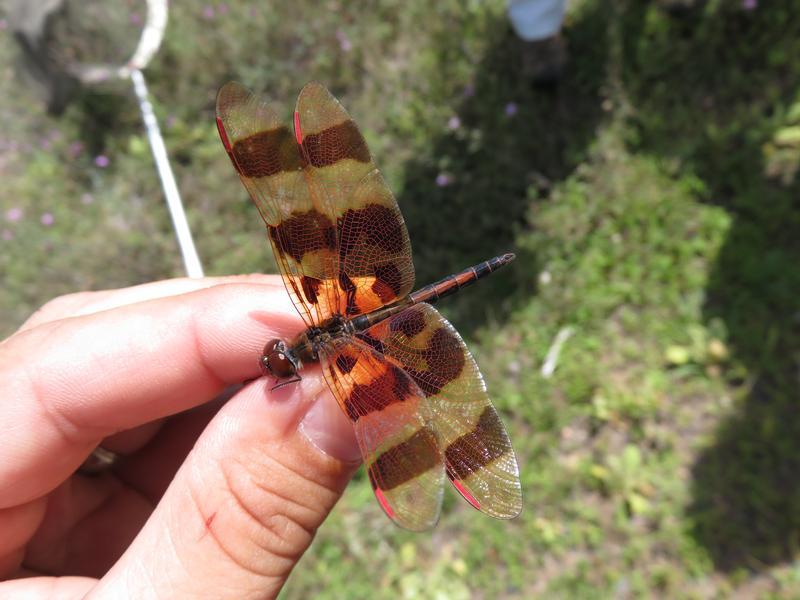 Photo of Halloween Pennant