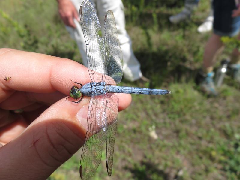 Photo of Eastern Pondhawk