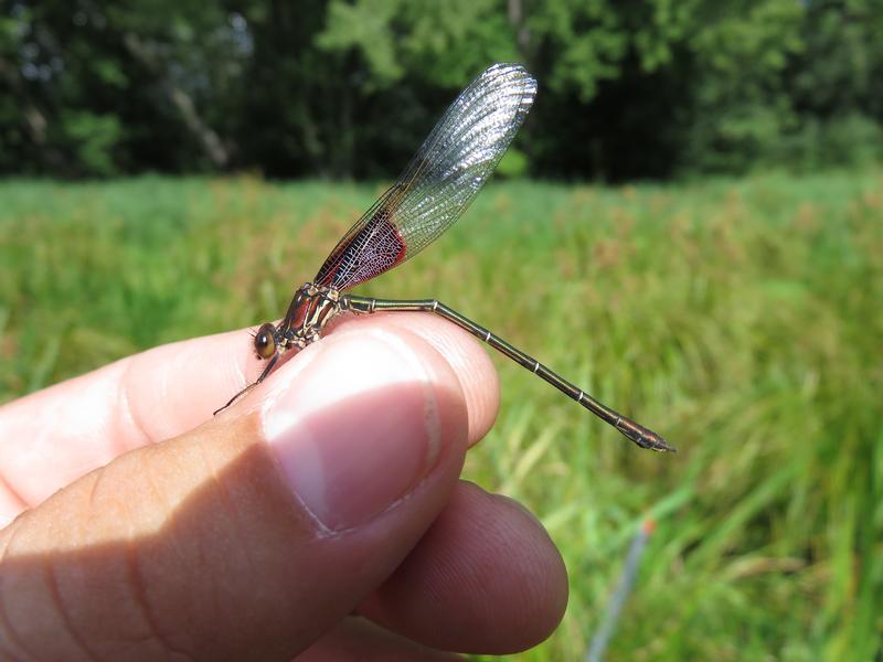 Photo of American Rubyspot