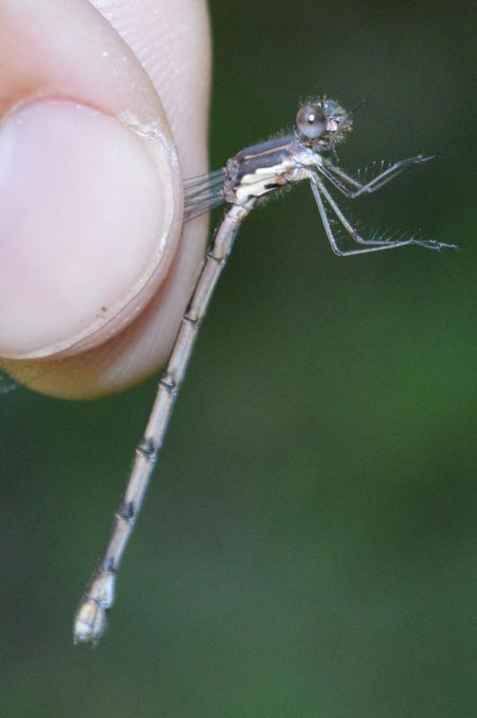 Photo of Spotted Spreadwing