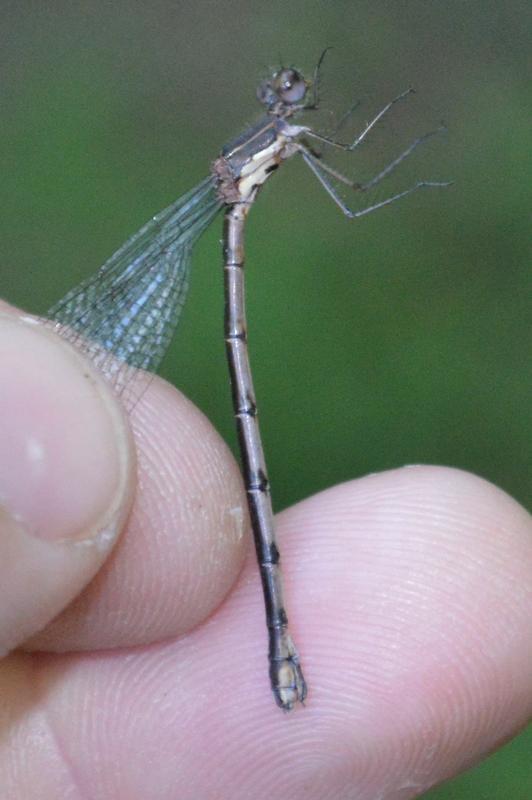 Photo of Spotted Spreadwing