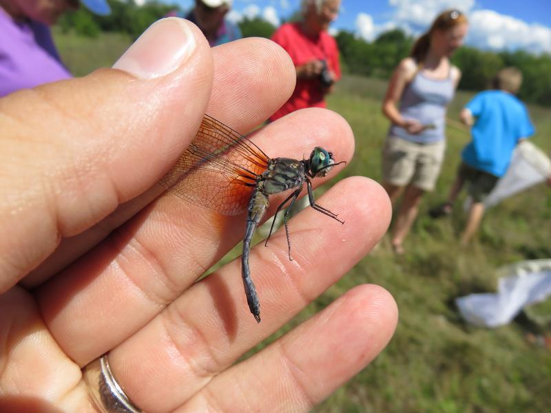 Photo of Blue Dasher