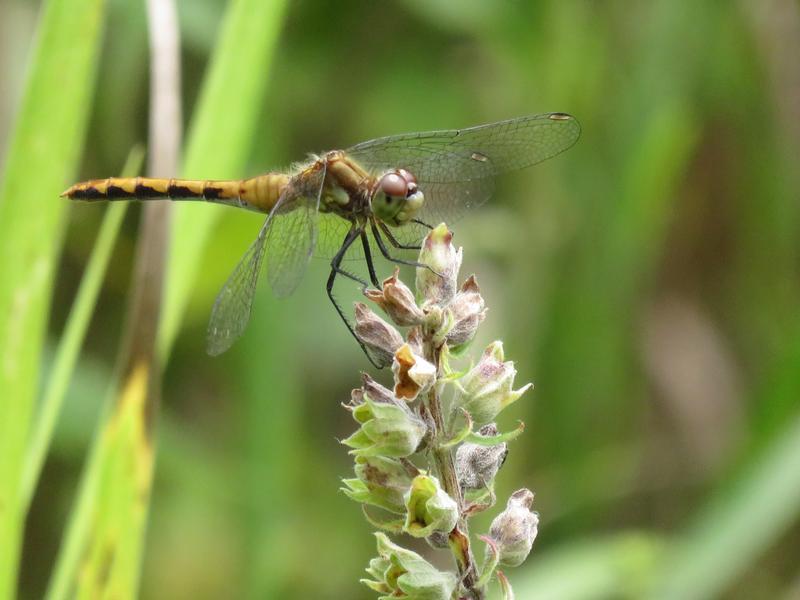 Photo of White-faced Meadowhawk