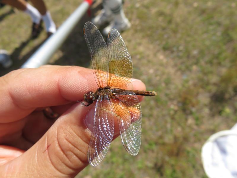 Photo of Band-winged Meadowhawk