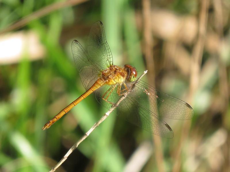 Photo of Autumn Meadowhawk