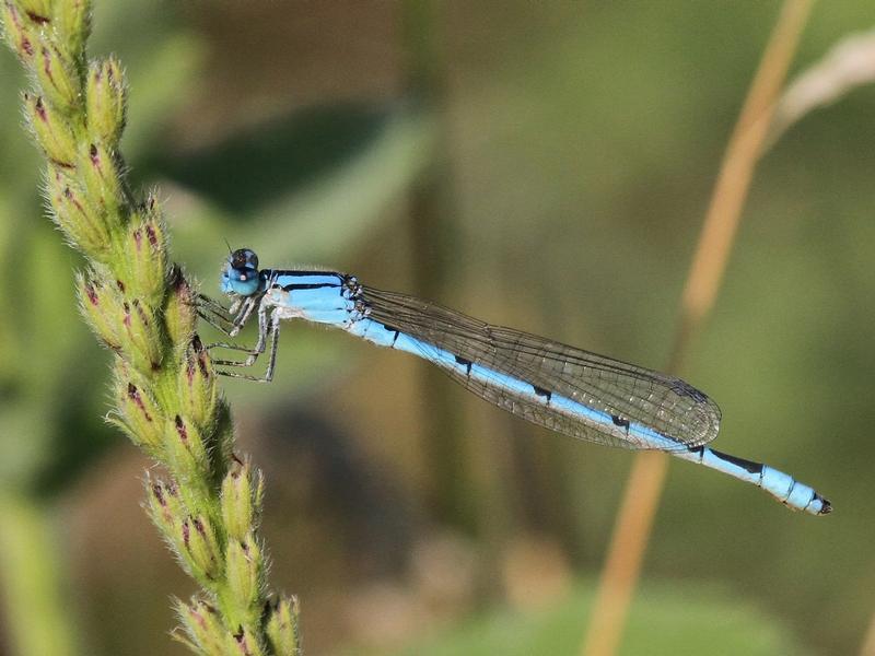 Photo of Familiar Bluet