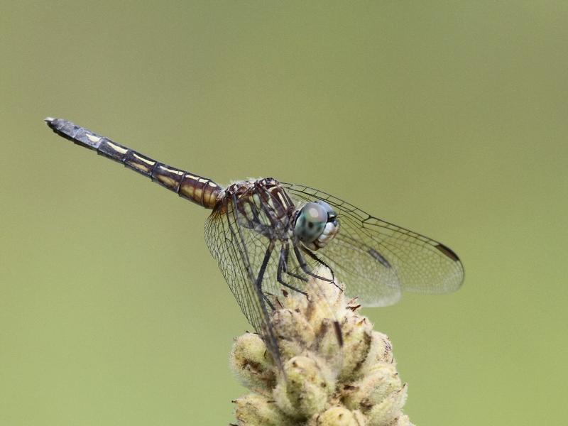 Photo of Blue Dasher
