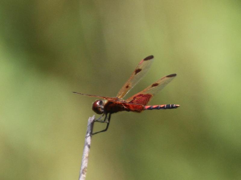 Photo of Calico Pennant