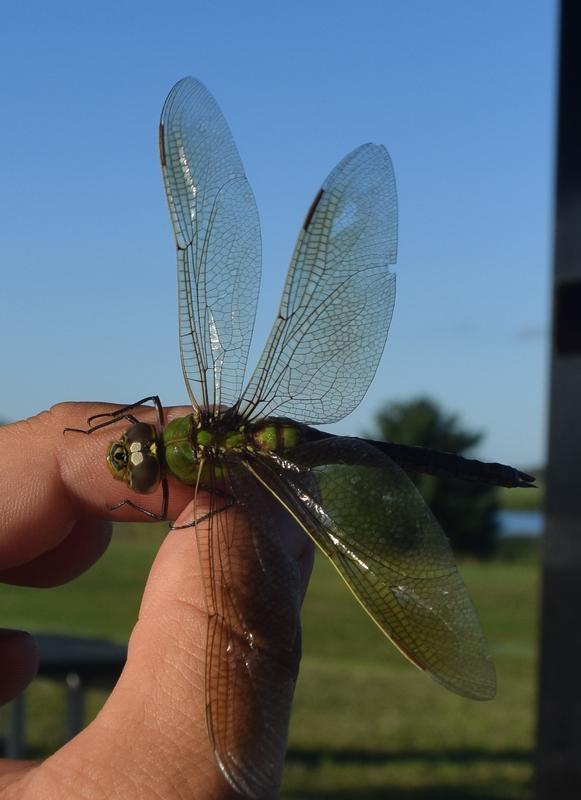 Photo of Common Green Darner