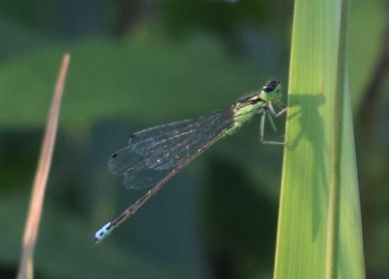 Photo of Eastern Forktail