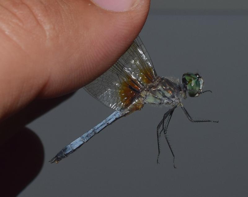 Photo of Blue Dasher