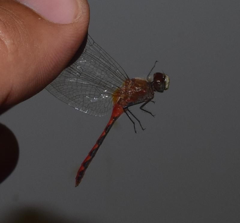 Photo of White-faced Meadowhawk