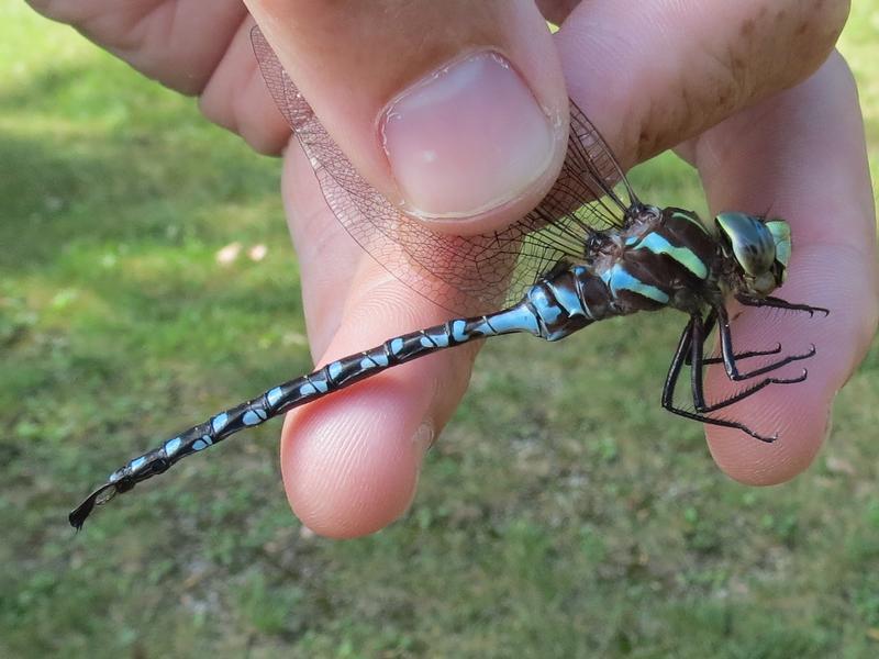 Photo of Lance-tipped Darner