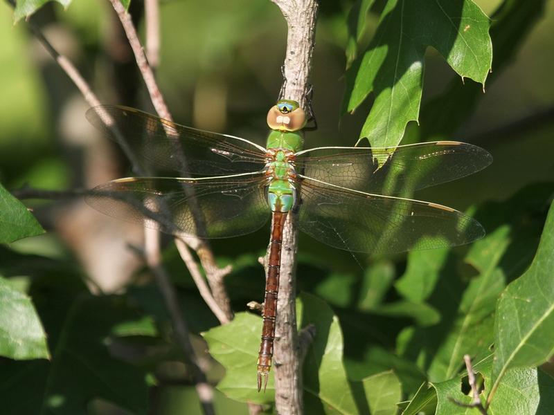 Photo of Common Green Darner