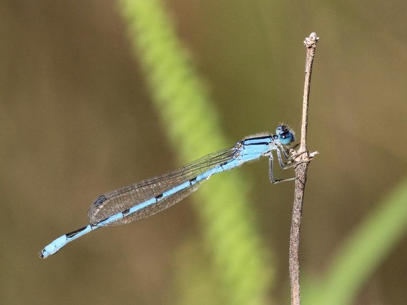 Photo of Familiar Bluet