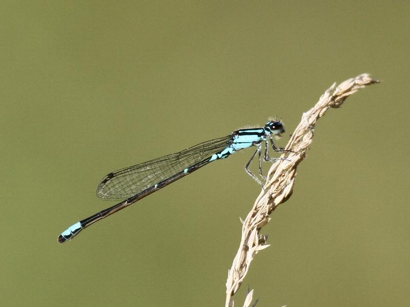 Photo of Skimming Bluet