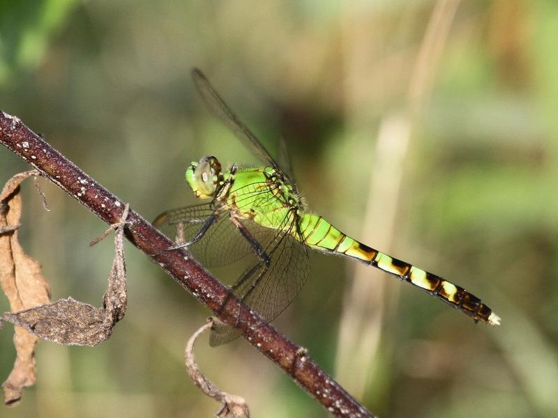 Photo of Eastern Pondhawk