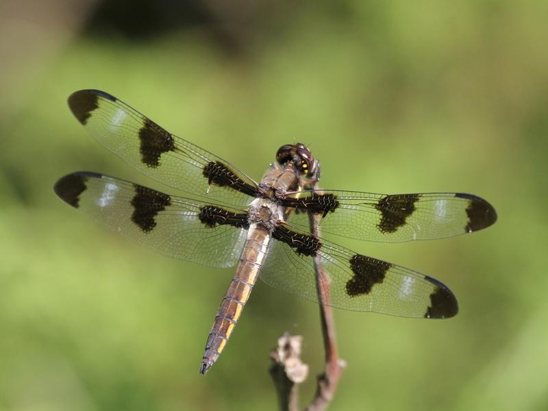 Photo of Twelve-spotted Skimmer