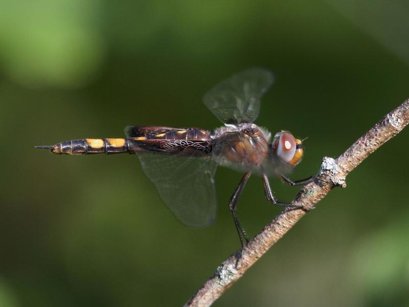 Photo of Black Saddlebags