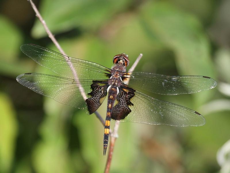 Photo of Black Saddlebags