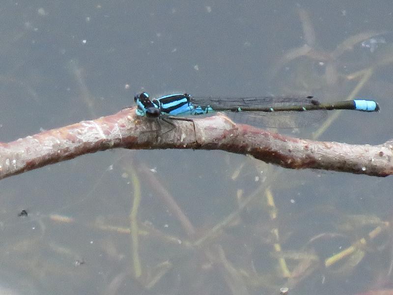 Photo of Skimming Bluet