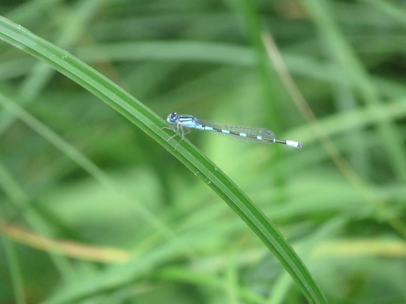 Photo of Tule Bluet