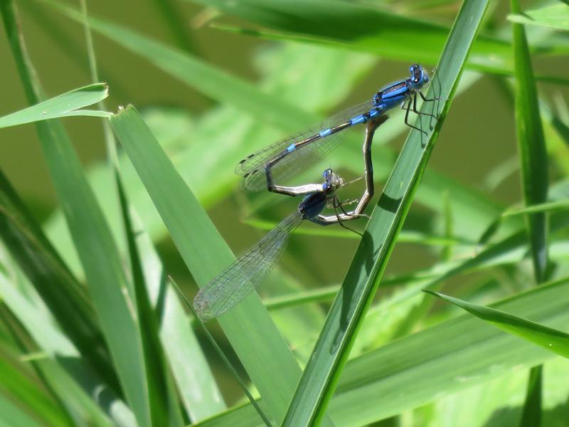 Photo of Tule Bluet