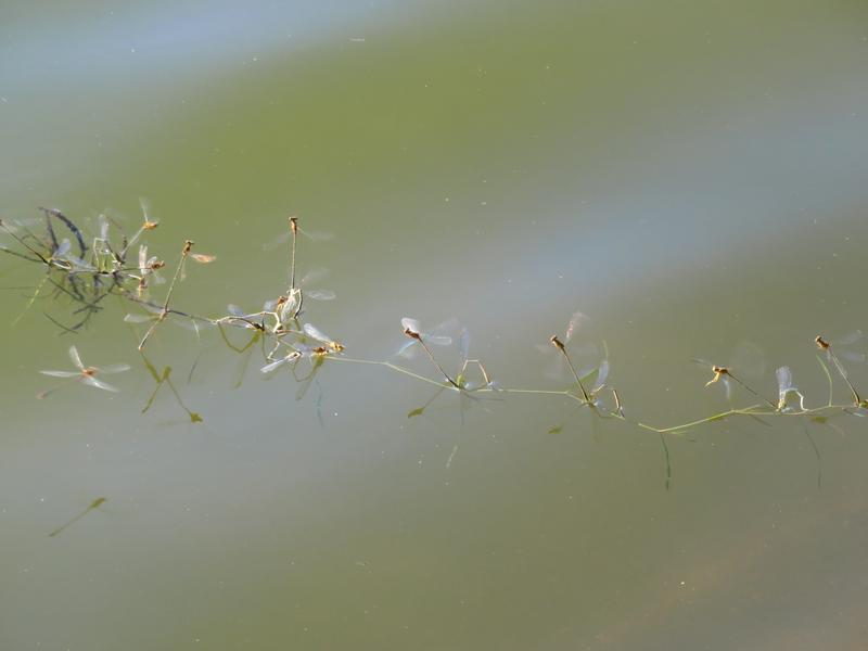 Photo of Orange Bluet
