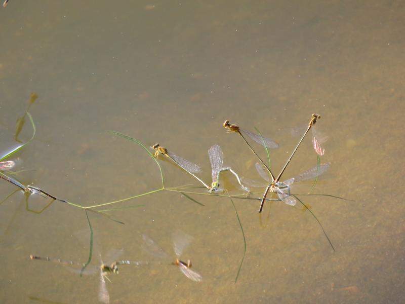 Photo of Orange Bluet