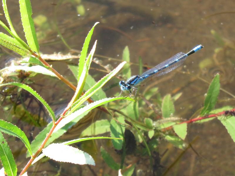 Photo of Tule Bluet