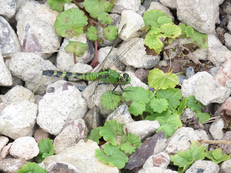 Photo of Eastern Pondhawk