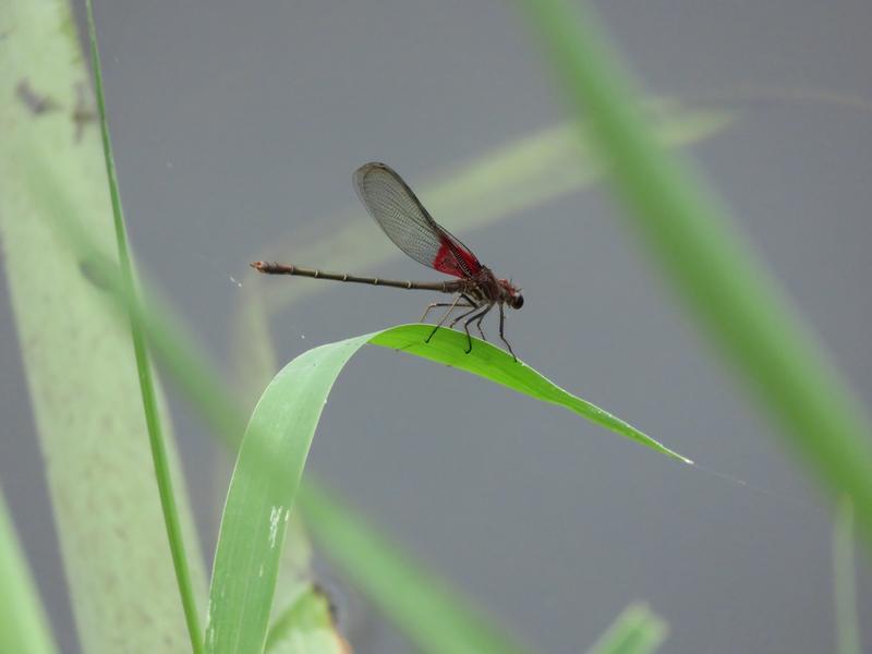 Photo of American Rubyspot