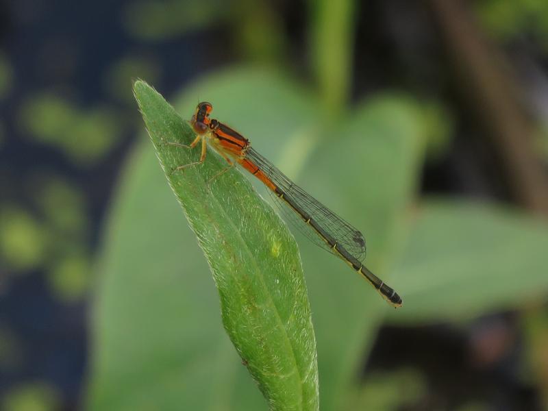 Photo of Eastern Forktail