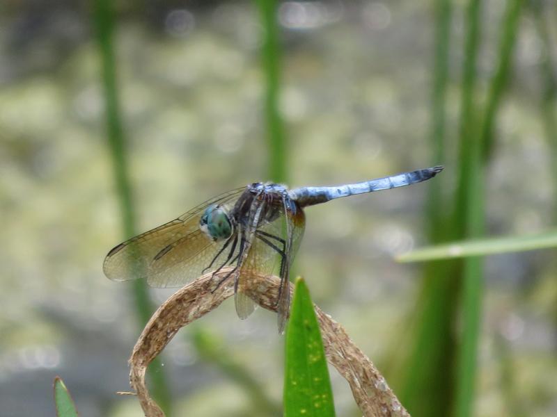 Photo of Blue Dasher