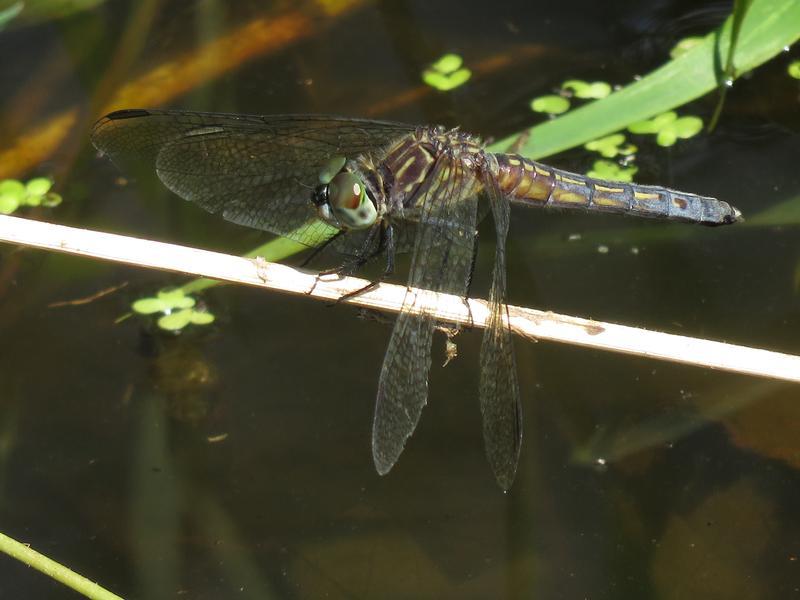 Photo of Blue Dasher
