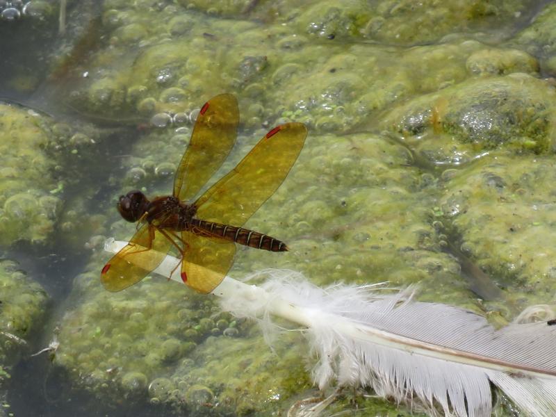 Photo of Eastern Amberwing