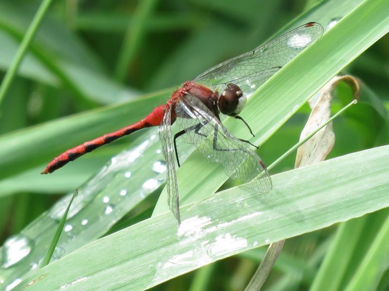 Photo of White-faced Meadowhawk