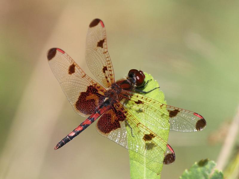 Photo of Calico Pennant