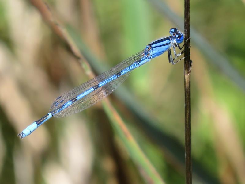 Photo of Familiar Bluet